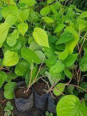 rimi Betel Leaf Plant(Hybrid, Pack of 1)