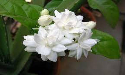 AFARTIOBINA Jasmine Plant(Hybrid, Pack of 1)