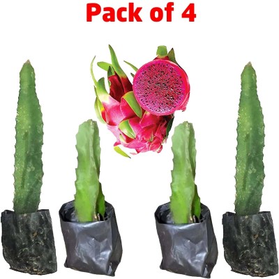 Horticate Dragon Tree(Hybrid, Pack of 4)