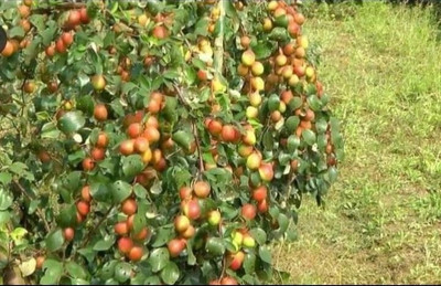 Bakuchi Ber Apple Plant(Hybrid, Pack of 1)