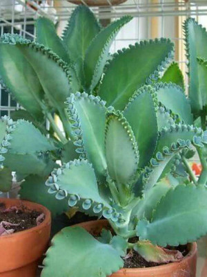 greenhousestore Bryophyllum Pinnatum/Patharchatta Plant(Hybrid, Pack of 1)