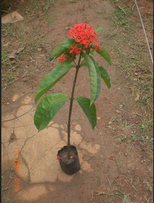 Narumanam Trothic Ixora/Chethi Plant(Hybrid, Pack of 1)