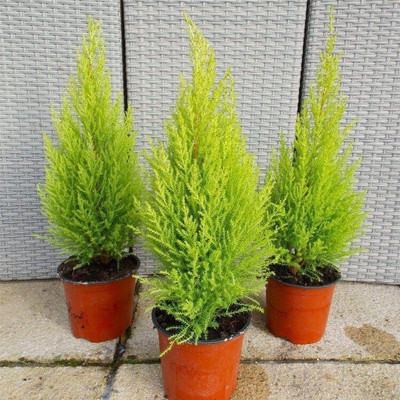 greenhousestore Platycladus/Morpankhi Plant(Hybrid, Pack of 3)