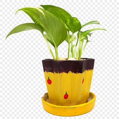 Oxygreenplant Money Plant(Hybrid, Pack of 1)