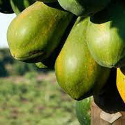 MAMONI TRADERS Hybrid Papaya,papaya,pepe Seed(50 per packet)