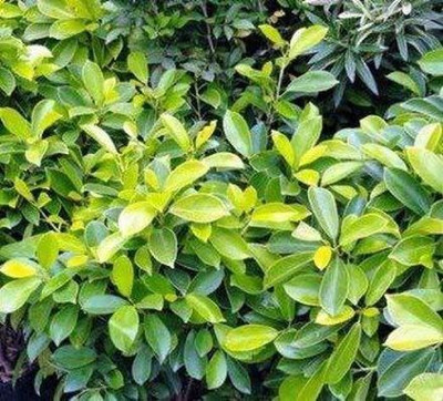 Bakuchi Ficus Bonsai Plant(Hybrid, Pack of 1)