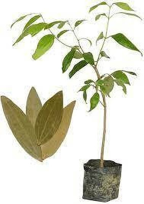 Bakuchi Bay Leaf Plant(Hybrid, Pack of 1)