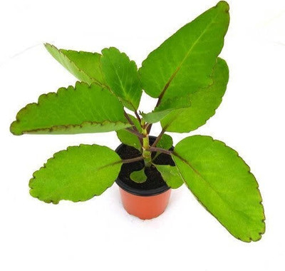 Agacha Bryophyllum Pinnatum/Patharchatta Plant(Hybrid, Pack of 1)