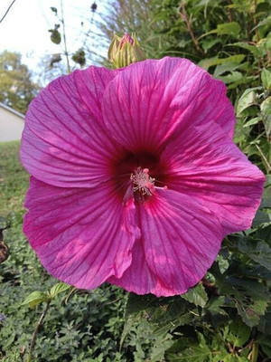 natikrd Hibiscus Plant(Hybrid, Pack of 1)