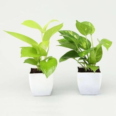 Bakuchi Money Plant(Hybrid, Pack of 1)