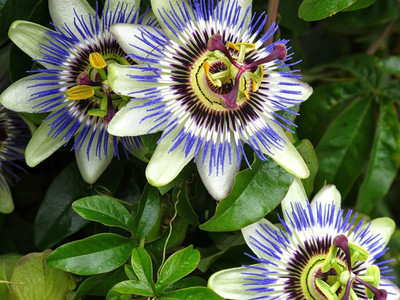 Cloud Farm Passion Plant(Hybrid, Pack of 1)