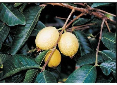 rimi Guava Plant(Hybrid, Pack of 1)