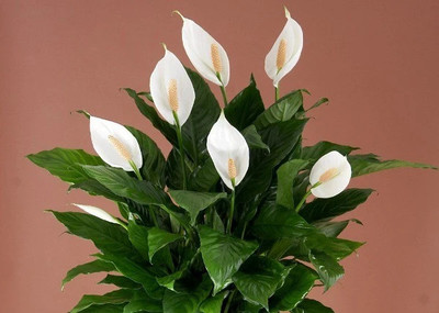 Bakuchi Peace Lily Plant(Hybrid, Pack of 1)