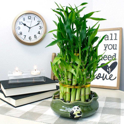 ARYAN EVERGREEN Two Layer Bamboo Plant(Hybrid, Pack of 1)