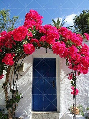 greenhousestore Baugainvillea Plant(Hybrid, Pack of 1)