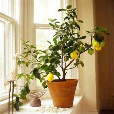 ABEFARIYA Lemon Plant(Hybrid, Pack of 1)