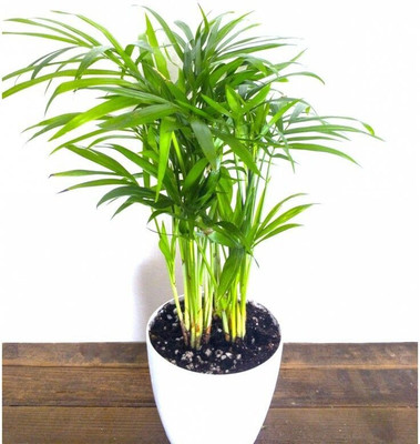 Bakuchi Areca Palm(Hybrid, Pack of 1)