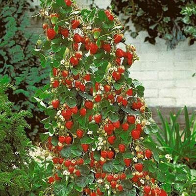 SKDIYA Strawberry Plant(Hybrid, Pack of 1)