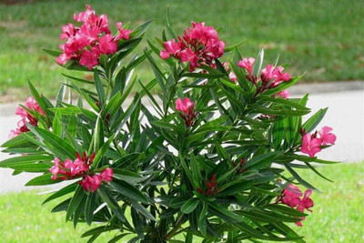 MAITRA AND SONS Oleander Plant(Hybrid, Pack of 1)