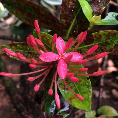 Earth Angels Trothic Ixora/Chethi Plant(Hybrid, Pack of 1)