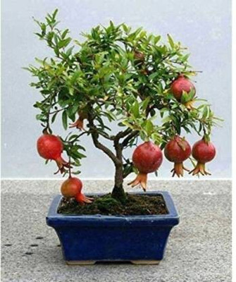 Cloud Farm Pomegranate Plant(Hybrid, Pack of 1)