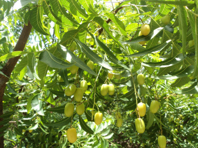 BULAPLANTHOUSE Neem Plant(Hybrid, Pack of 1)