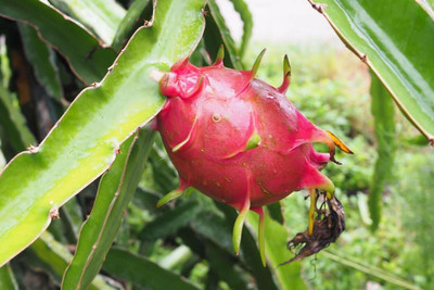 the green dotcom Dragon Fruit Seed(105 per packet)