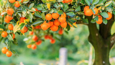 the green dotcom Orange Plant(Hybrid, Pack of 1)