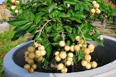 ARYAN EVERGREEN Litchi Plant(Hybrid, Pack of 1)