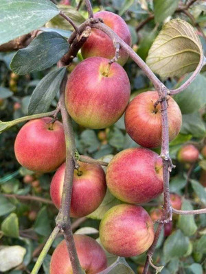 Oxygreenplant Ber Apple Plant(Hybrid, Pack of 1)