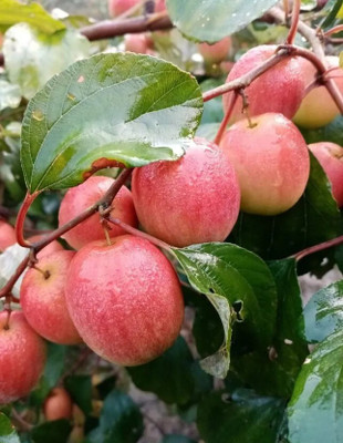 My Dream Nursery Ber Apple Plant(Hybrid, Pack of 1)