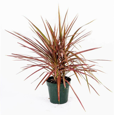 Bakuchi Dracaena marginata Plant(Hybrid, Pack of 1)