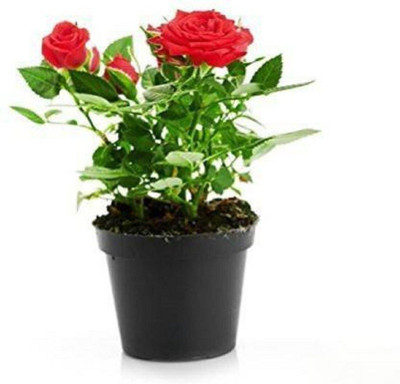 Bakuchi Rose Plant(Hybrid, Pack of 1)