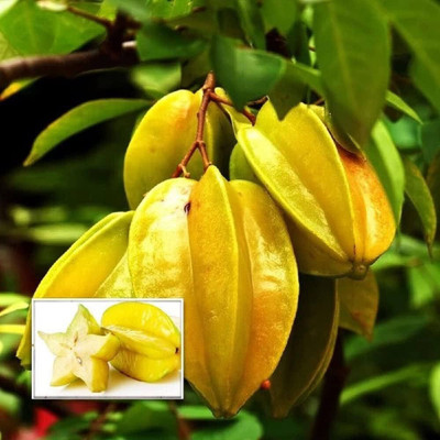 AFARTIOBINA Star Fruit Carambola Grafted Plant(Hybrid, Pack of 1)