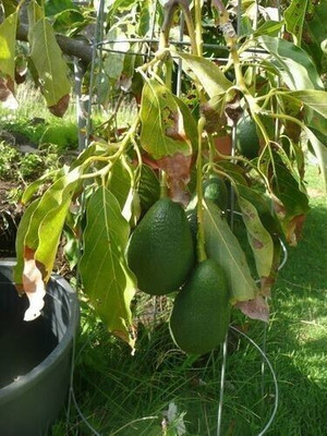 Bakuchi Avocado Plant(Hybrid, Pack of 1)