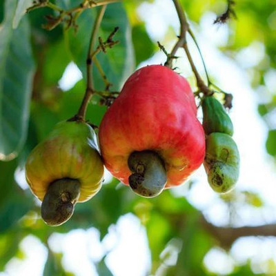 Bakuchi Cashew Apple Plant(Hybrid, Pack of 1)