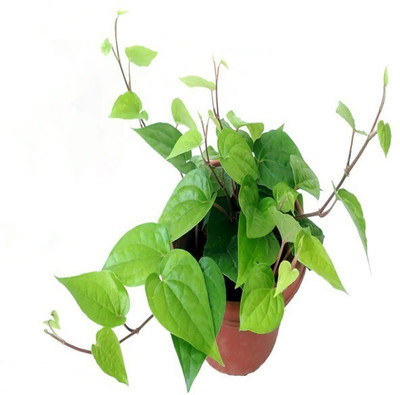 Bakuchi Betel Leaf Plant(Hybrid, Pack of 1)