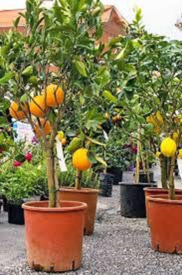 AFARTIOBINA Lemon Plant(Hybrid, Pack of 1)
