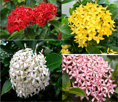 Bakuchi Trothic Ixora/Chethi Plant(Hybrid, Pack of 1)