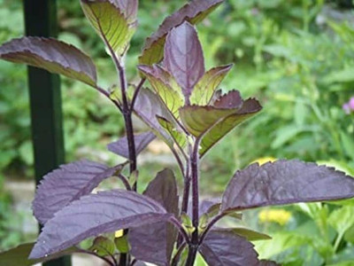 rimi Tulsi Plant(Hybrid, Pack of 1)