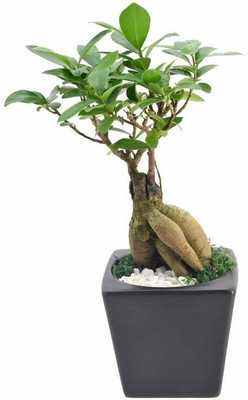 Bakuchi Ficus Bonsai(Hybrid, Pack of 1)