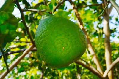 Bakuchi Lemon Plant(Hybrid, Pack of 1)