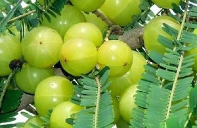Narumanam Amla Plant(Hybrid, Pack of 1)