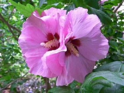 Bakuchi Hibiscus Plant(Hybrid, Pack of 1)