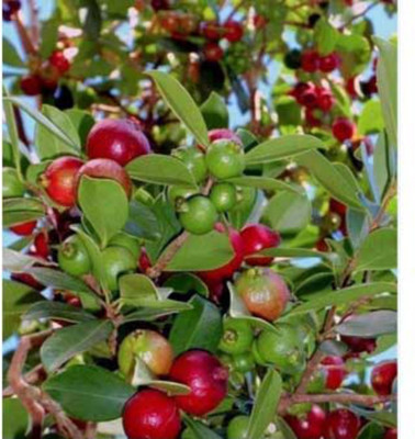 EliteGreen Guava Plant(Hybrid, Pack of 1)