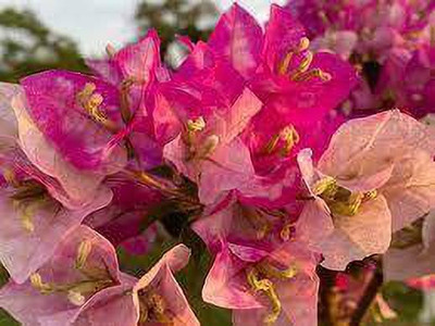 MAMONI TRADERS Baugainvillea Plant(Hybrid, Pack of 1)