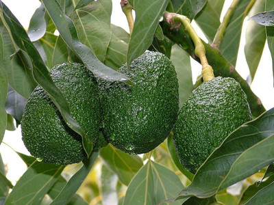 Bakuchi Avocado Plant(Hybrid, Pack of 1)
