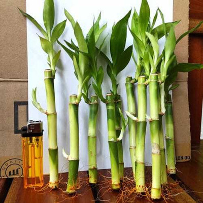 ARYAN EVERGREEN Two Layer Bamboo Plant(Hybrid, Pack of 1)