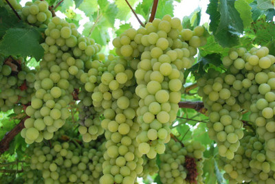Bakuchi Grape Plant(Hybrid, Pack of 1)