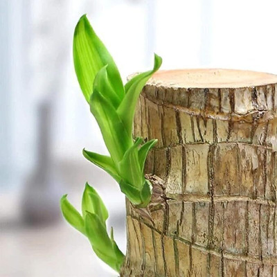 varnicrea Mini Brazalian wood(Pack of 1)